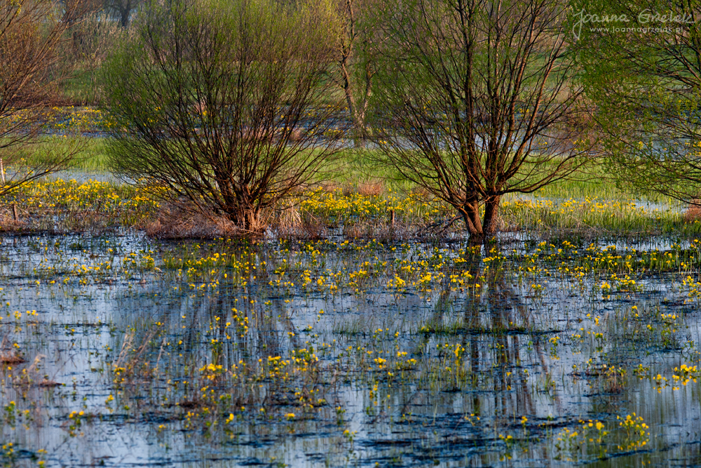 015_Biebrza - kwiecien 2010.jpg